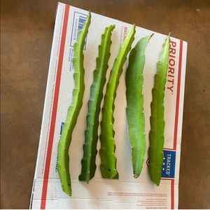 Dragon Fruit Cuttings